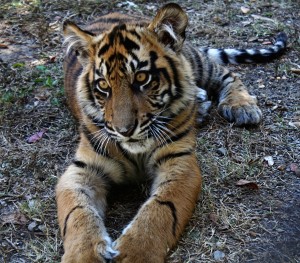 EKO The Tiger at the Jackson Zoo