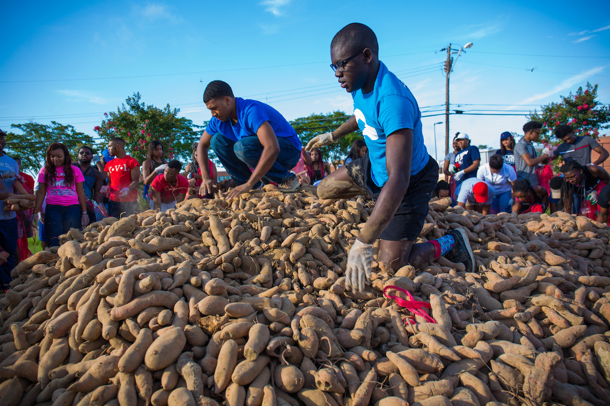 Freshmen atop a mountain of sweet potatoes help the crowd of volunteers prepare for the produce for distribution. (Photo by Charles A. Smith/JSU)