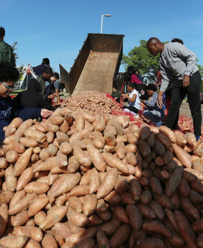 Senior DreQuan Cooley, right, helps gather bags of potatoes for the public. “This is more than just receiving mandatory community service hours because I completed that requirement in my junior year. All that I do now is about giving back to the community.” (Photo by Charles A. Smith/JSU)