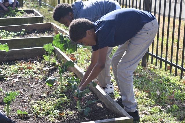 Three of the students gather some of the greens planted by their peers. Eventually, a taste test will be held during a cooking competition.