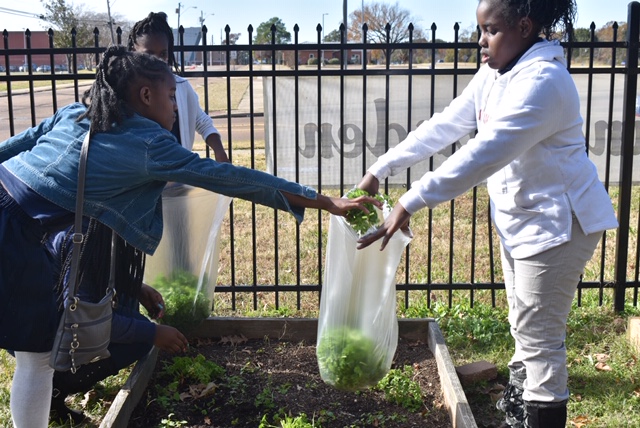 Students package greens they harvested from their garden. They spent months watering the crops and clearing weeds.