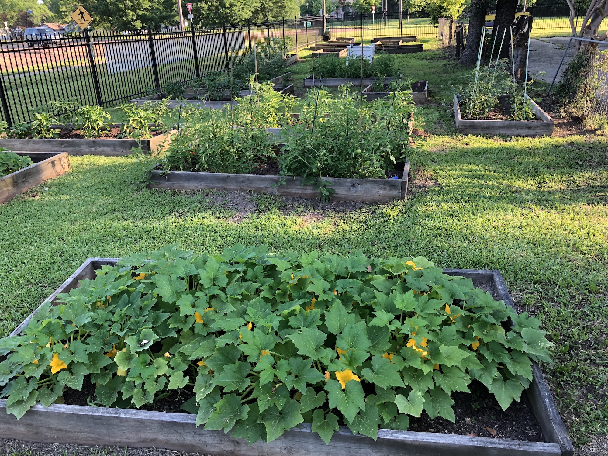 The garden contains peppers, regular tomatoes, grape tomatoes and squash, along with sunflowers. (Photo by L.A. Warren/JSU)