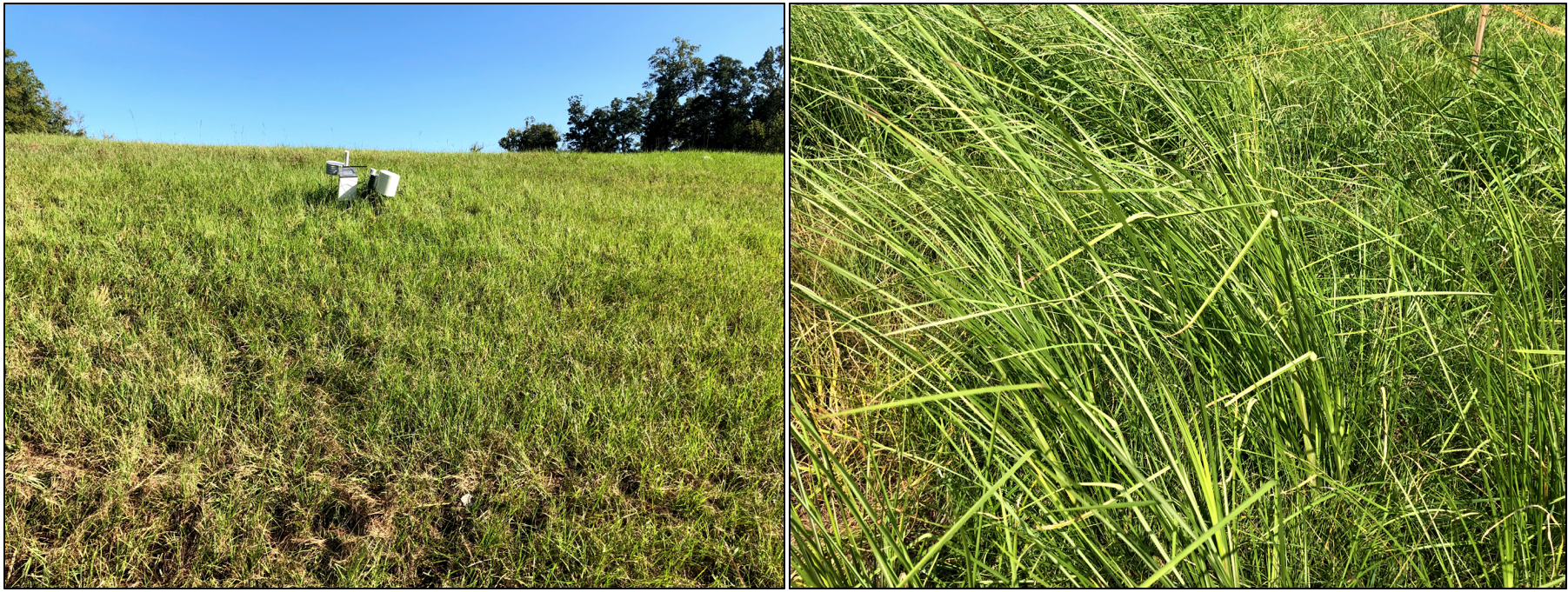 The vetiver grass project is jointly funded by the Engineering for Civil Infrastructure (ECI) Program, the Established Program to Stimulate Competitive Research (EPSCoR), and the Division of Civil, Mechanical and Manufacturing Innovation (CMMI). The grass is inexpensive and can be planted easily by anyone.