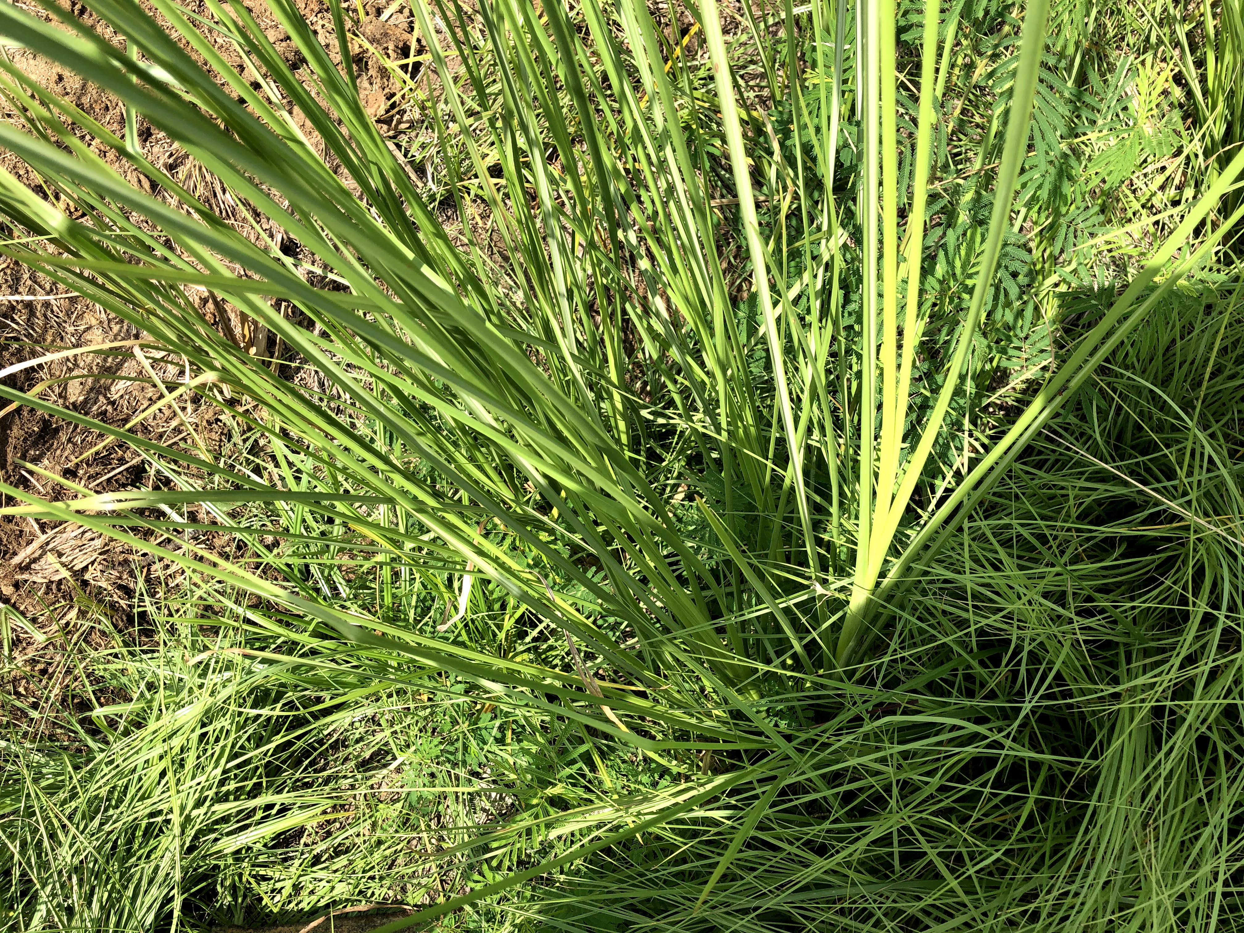 Vetiver grass acts like a drain by keep the soil dry. It's found in Southern states. As well, it's prevalents in warm climates such as Bangladesh, India, Thailand and some African countries such as Nigeria.