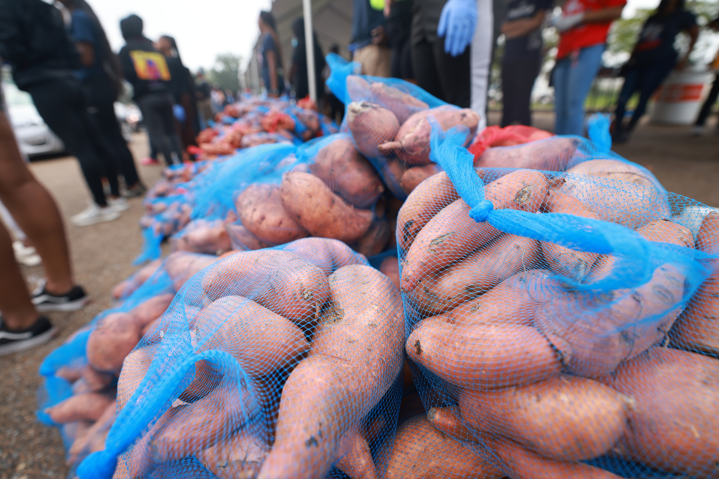 The Society of St. Andrews - Mississippi (MS) Gleaning Network donated 20,000 pounds of sweet potatoes, the organization is a volunteer-driven network that saves produce annually and uses it to feed hungry people across MS. (William H. Kelly/JSU University Communications)